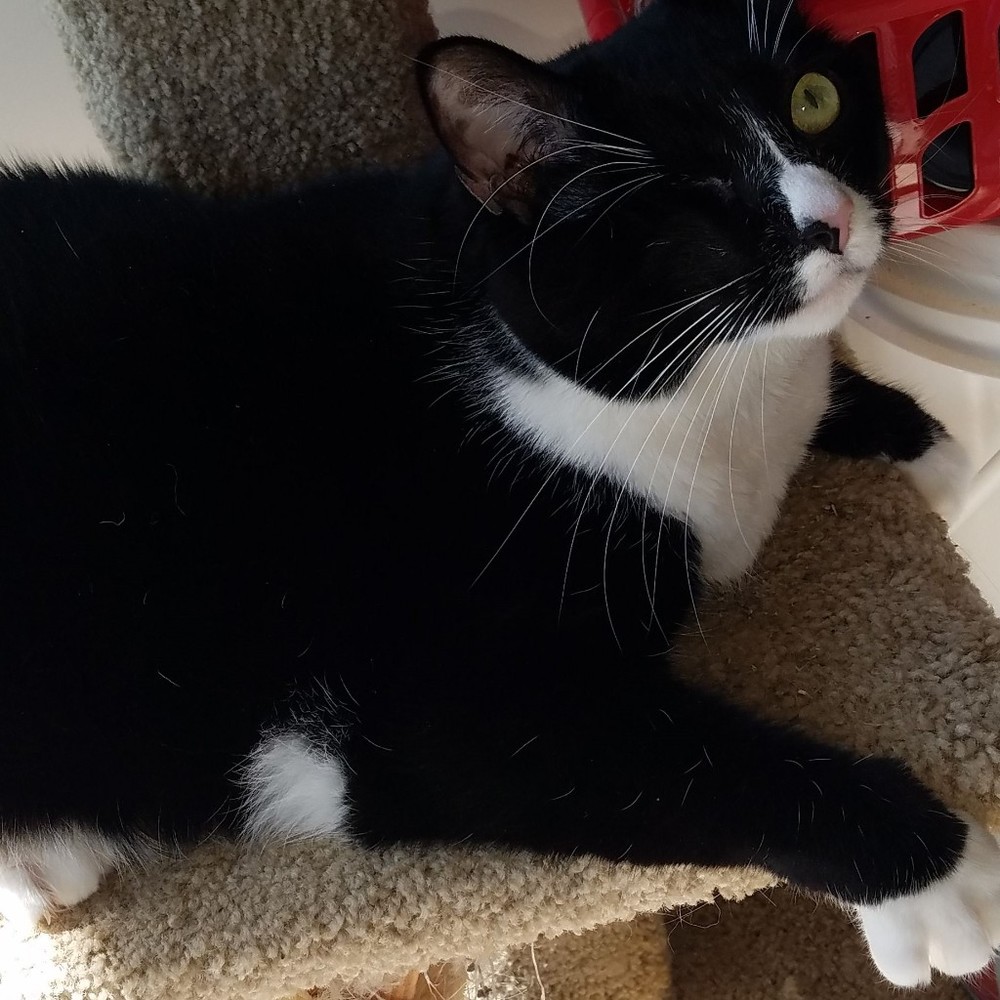 Meet your Posher, Molly
